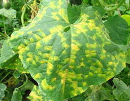 Cucumber downy mildew