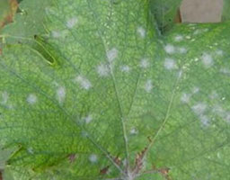 Grape downy mildew