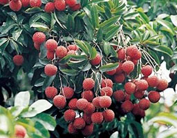 Litchi