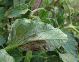 Tomato late blight