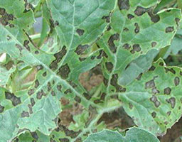 Watermelon anthracnose