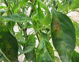 Chili anthracnose