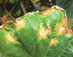 Cucumber anthracnose