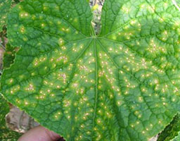 Cucumber target spot disease