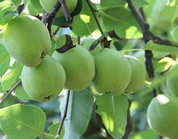 Pear tree