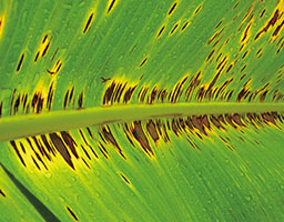 Banana leaf spot