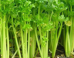 Celery