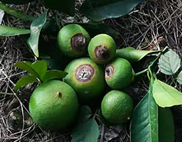 Citrus Anthracnose