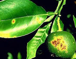 Citrus Canker