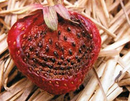 Strawberry Anthracnose