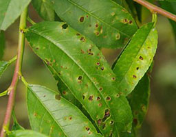 Peach Bacterial Shot-hole