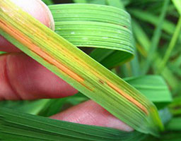 Rice bacterial Angular Spot