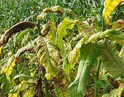 Tobacco Bacterial Wilt