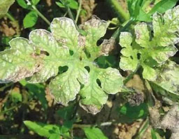 Watermelon Angular leaf spotSpot