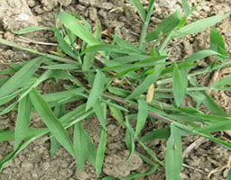 Crabgrass