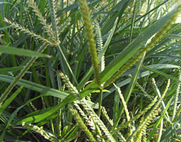 Goosegrass