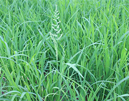 Crabgrass