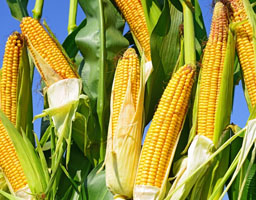 Corn field