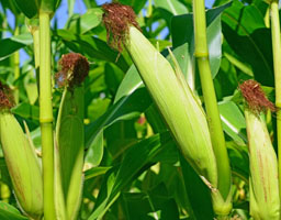 Corn field