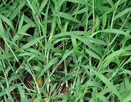 Crabgrass