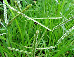 Goosegrass