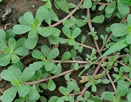 Purslane