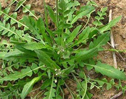 Capsella bursa-pastoris