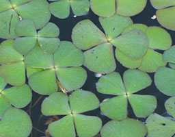 Four leaf duckweed