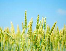 Winter wheat field