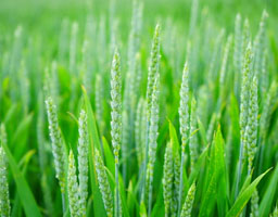 Winter wheat field