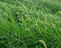 Green foxtail