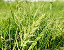 Barnyard grass