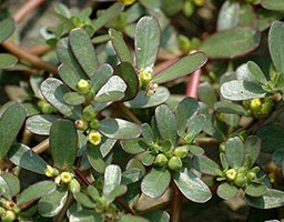 Purslane