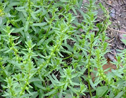 Water amaranth grass