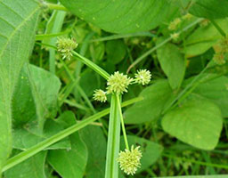 Cyperus difformis