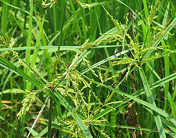 Cyperus iria