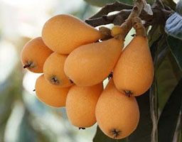 Loquat