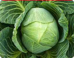 Cabbage