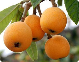 Loquat