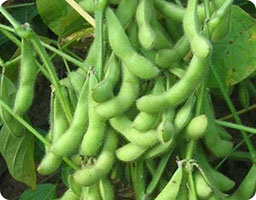 Soybeans