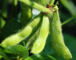 Soybeans