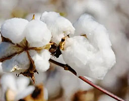 Cotton