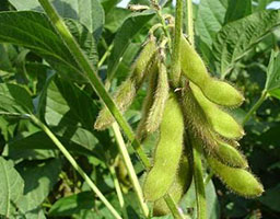 Soybeans