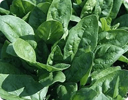 Spinach