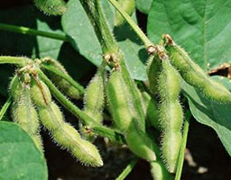 Soybeans