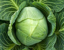 Cabbage