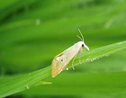 Beet armyworm