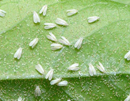 Whiteflies