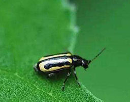 Flea beetle