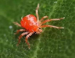 Red spider mites